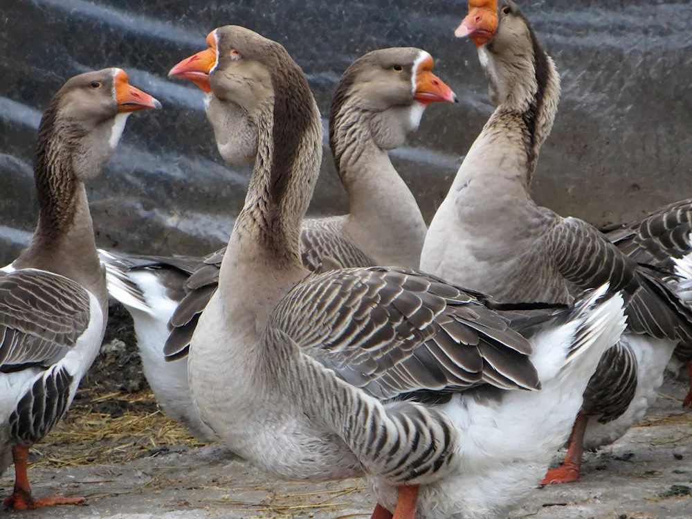 Land geese breed Kholmogory