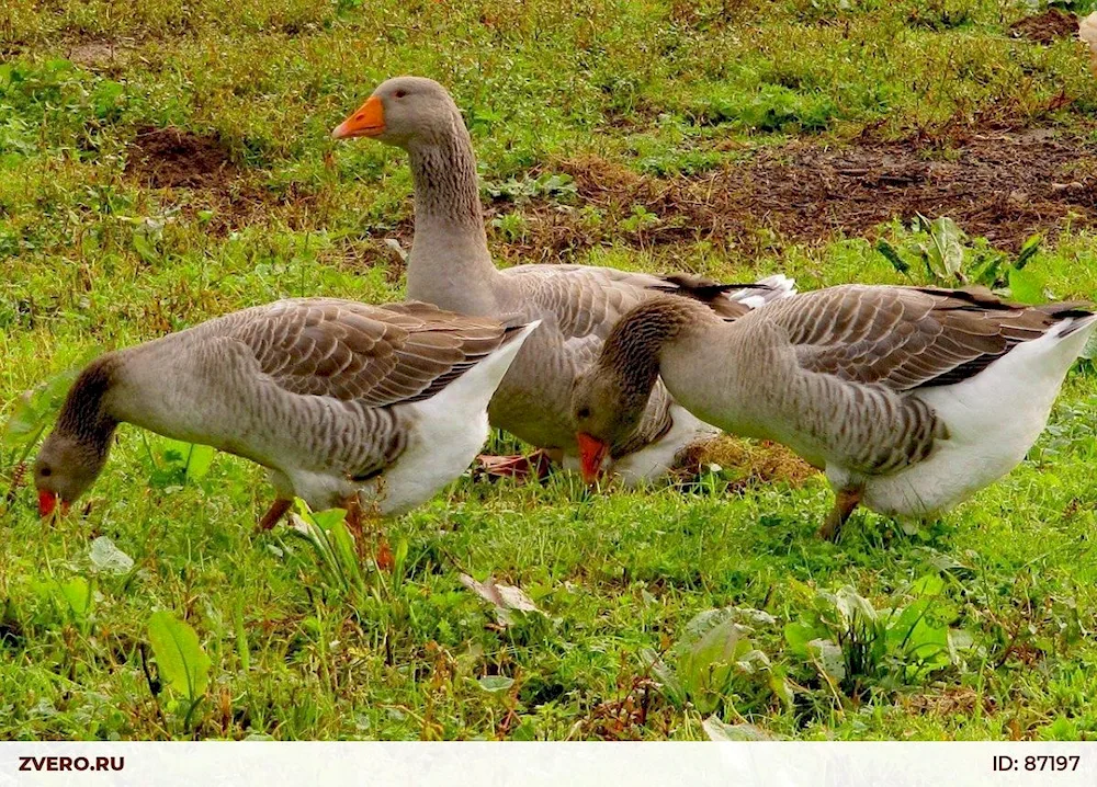 Land geese