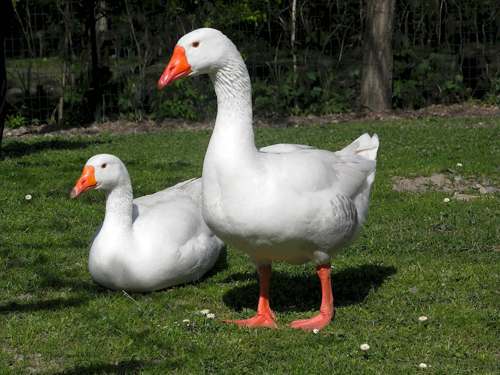 Linda geese