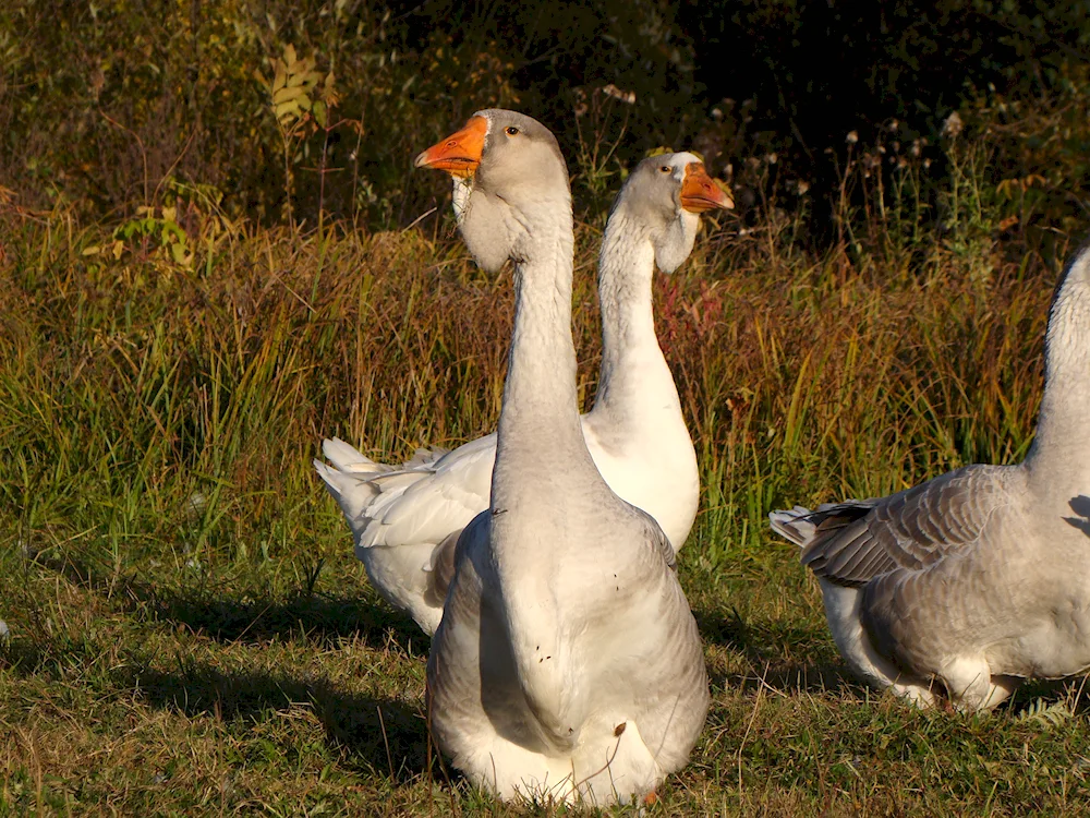 Geese lion's head breed