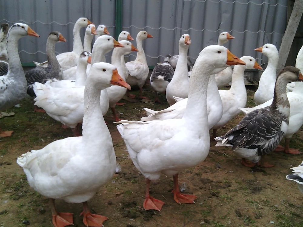 Wild goose geese