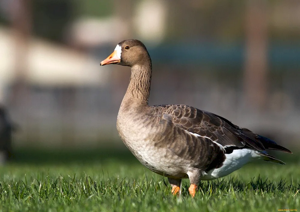 Beautiful Goose