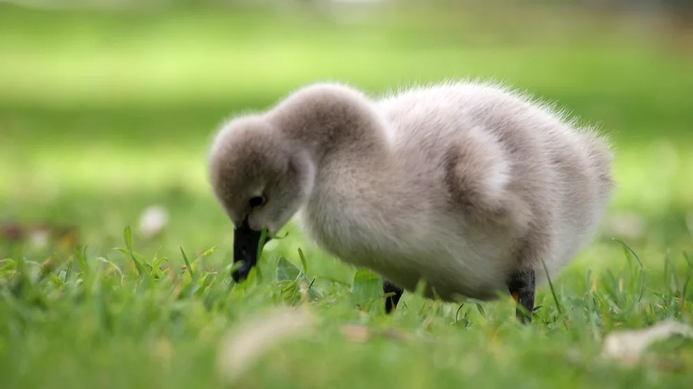 Swan ducklings