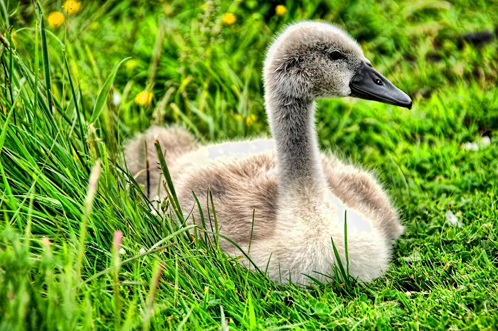 Little goose