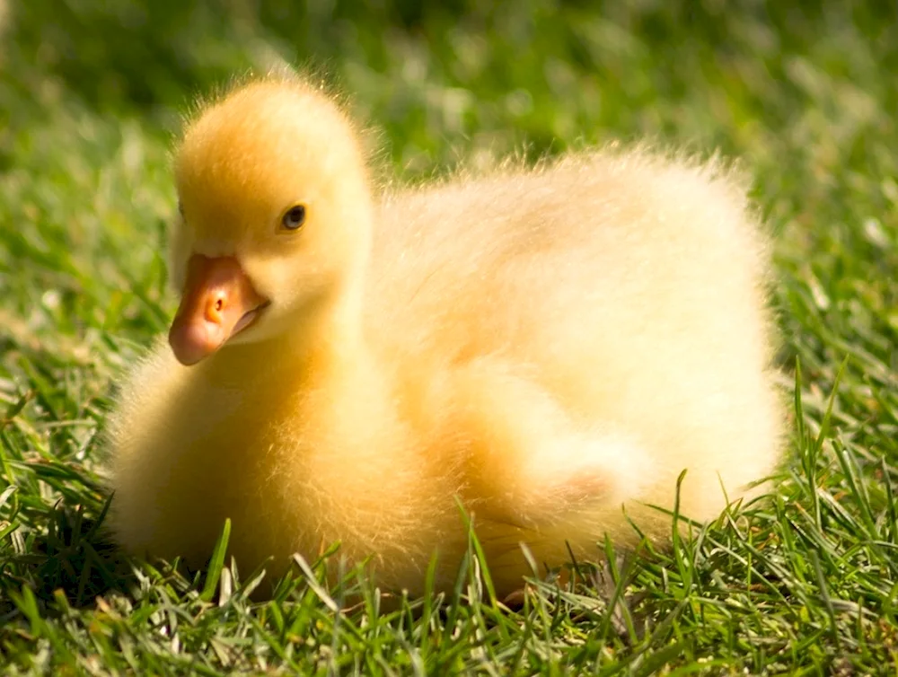 Linda's goose