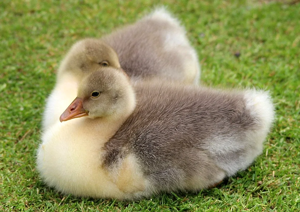 Swan goslings