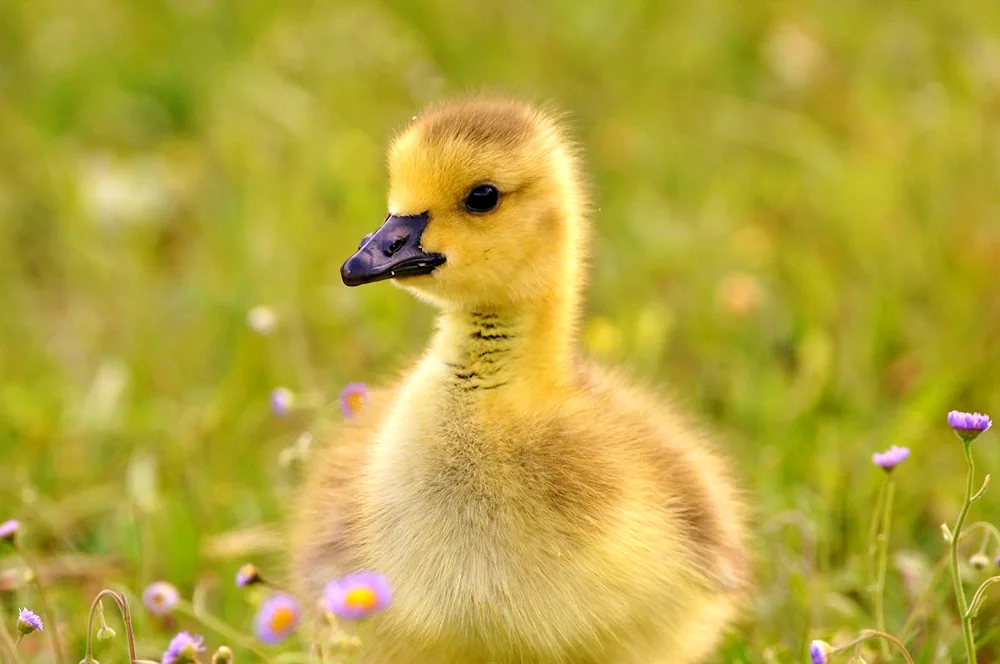 Mulard ducklings