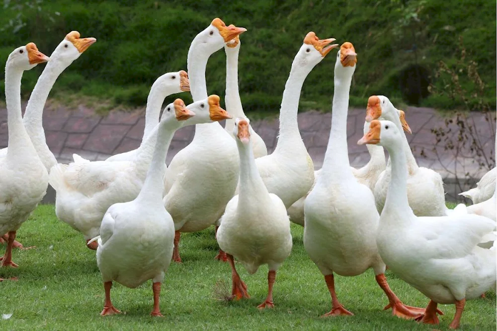 Linda geese breed