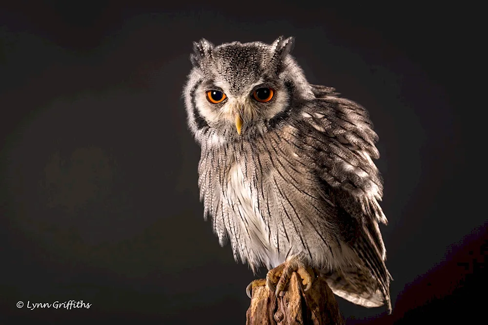 Guinean owl