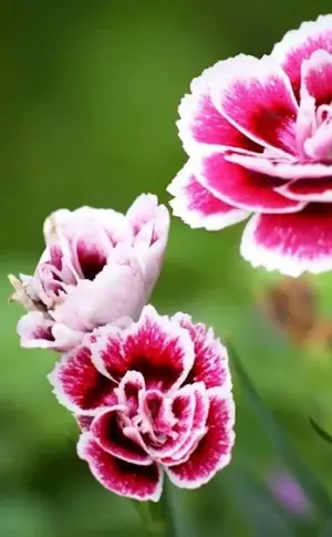 Carnation Dianthus Dianthus red