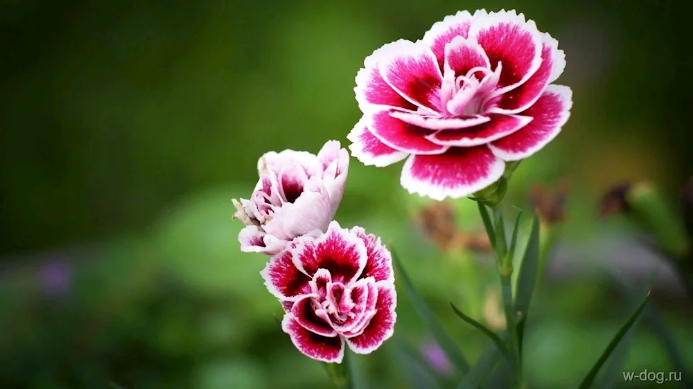 Carnation Dianthus Dianthus red