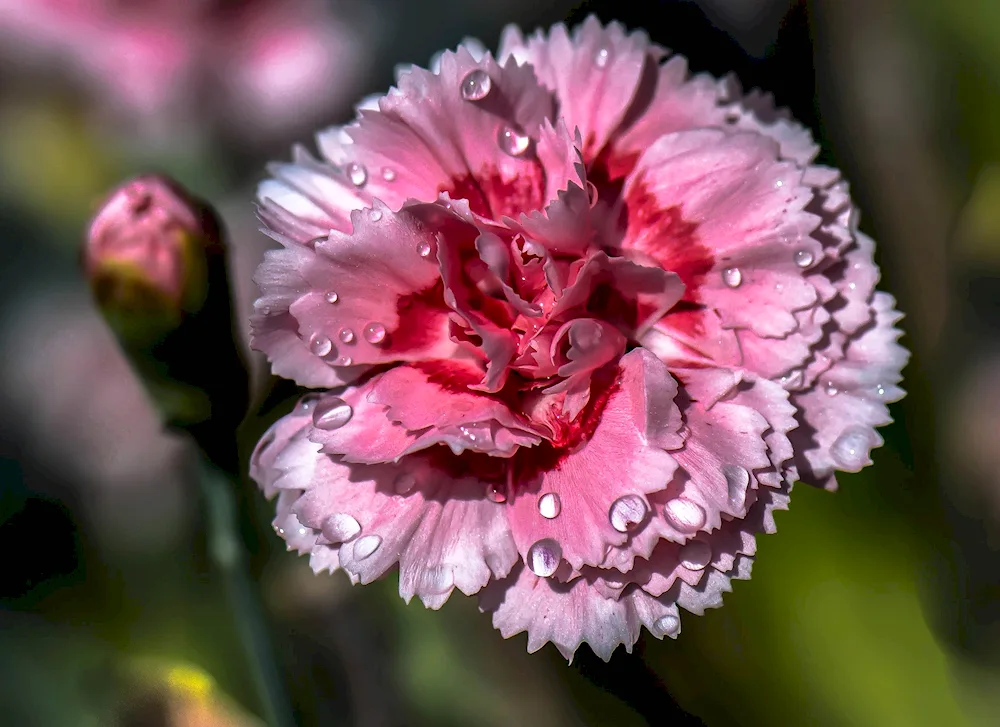 Carnation Dianthus red