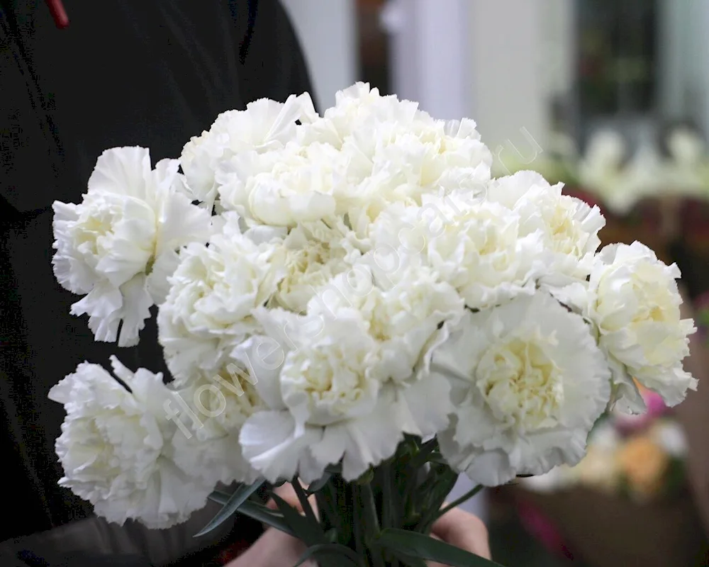 Dianthus White Carnation