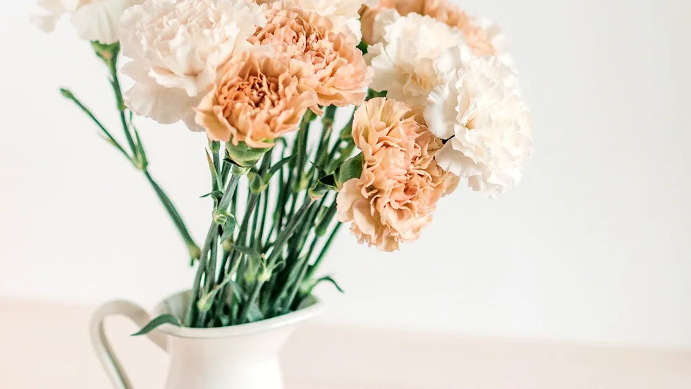 Dianthus White Carnation