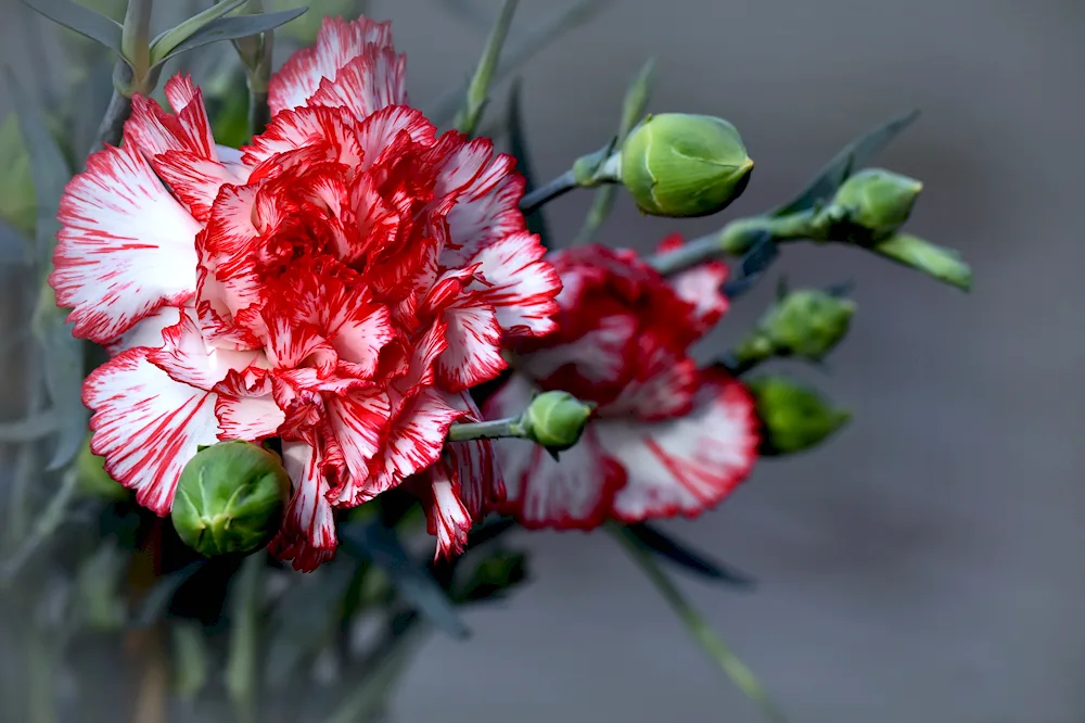 Carnation flowers