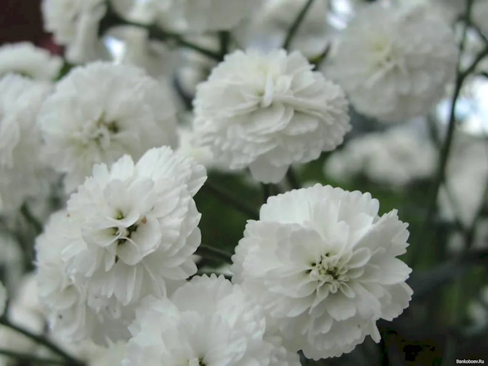 Carnation Everest White