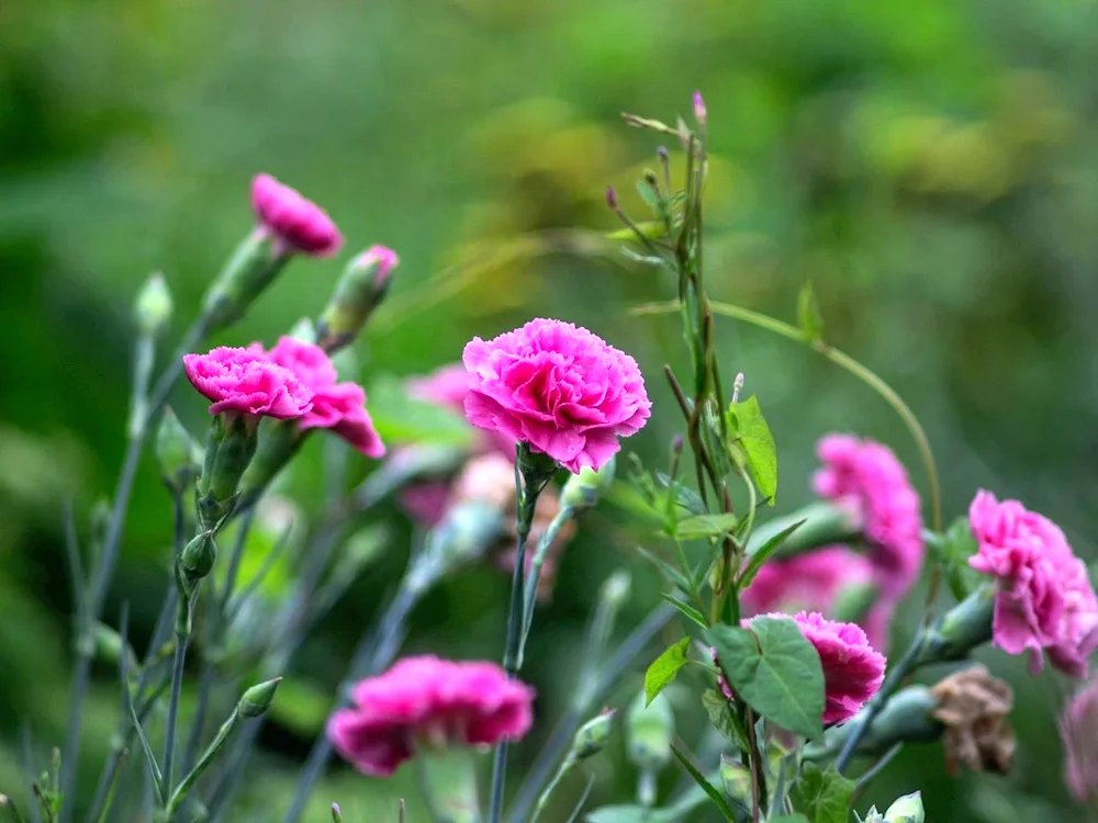 Carnation head carnation