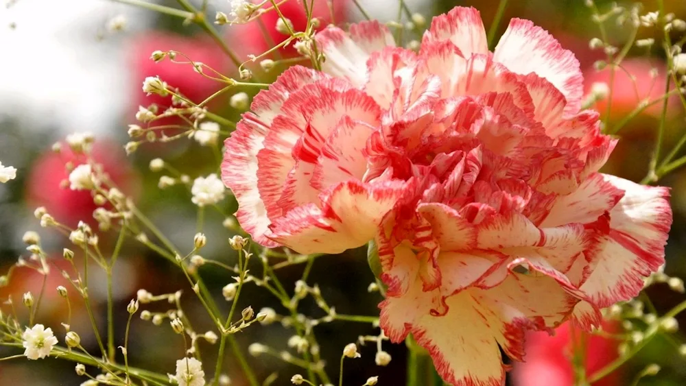 Dianthus red