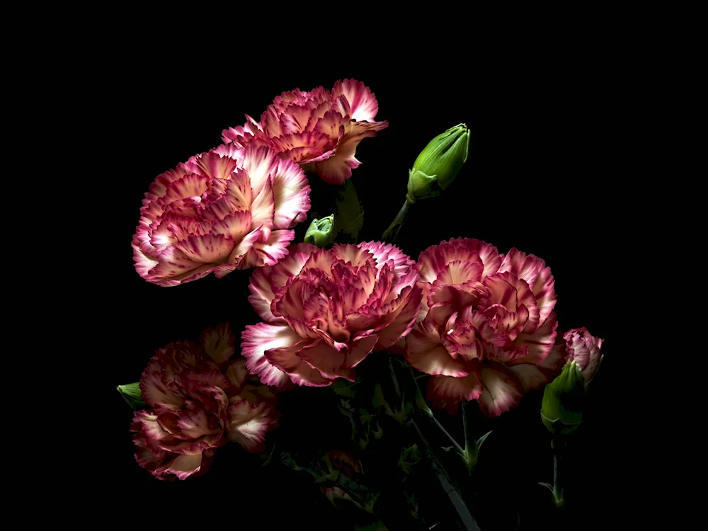 Carnation Chabot Picotis