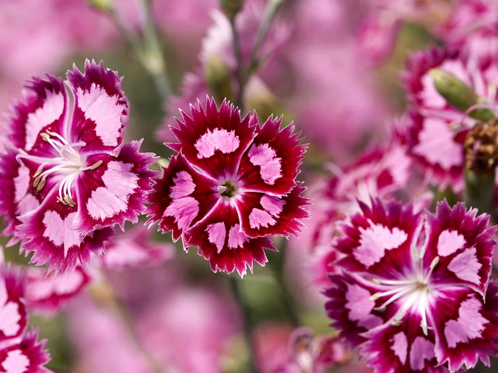 Carnation Chinese Diana Scarlet