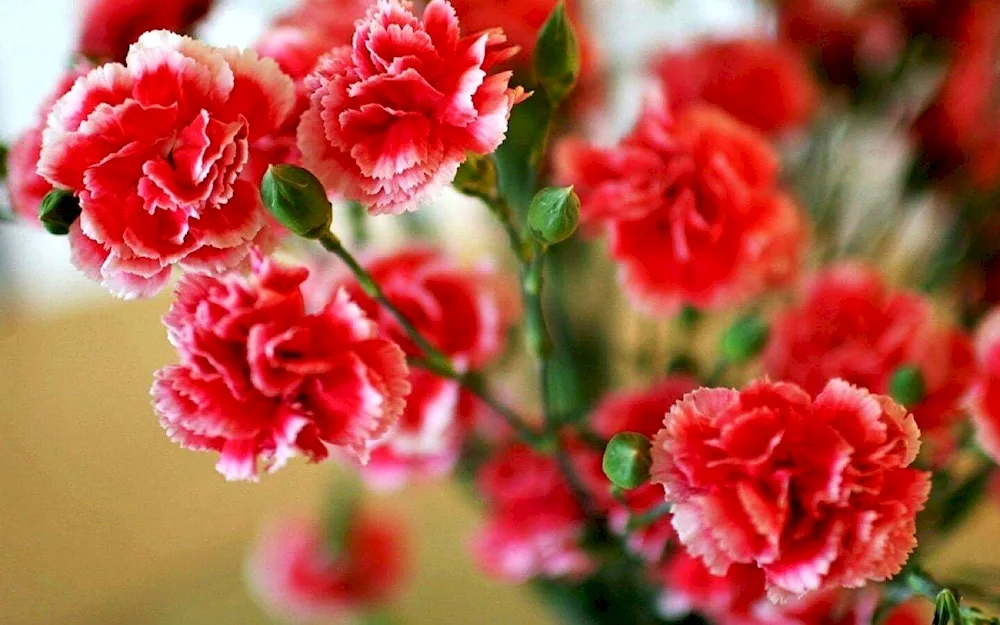 Dianthus petals