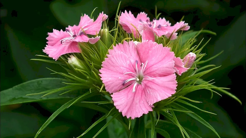 Carnation Lotus