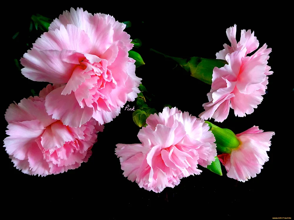 Carnation pink