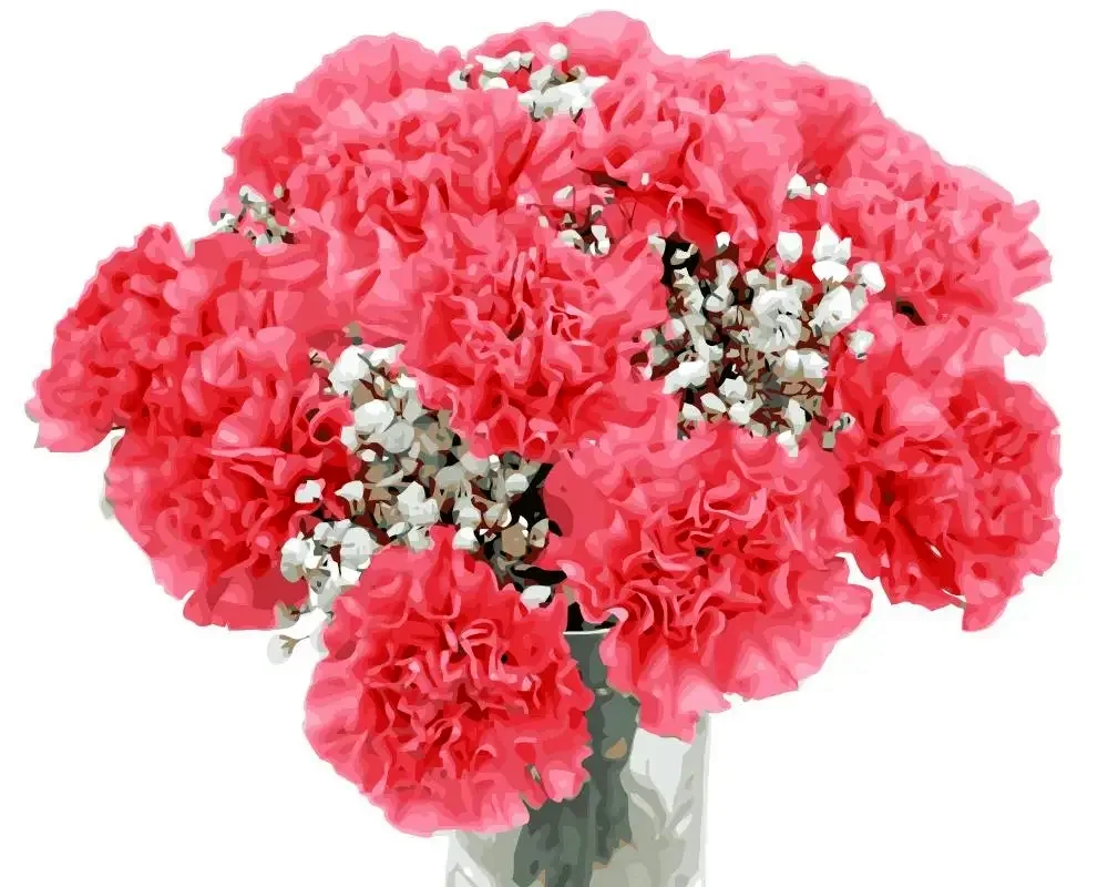 Peach Carnation Dianthus