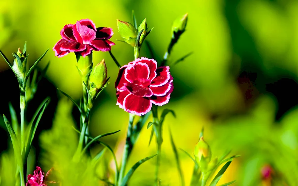 Carnation red