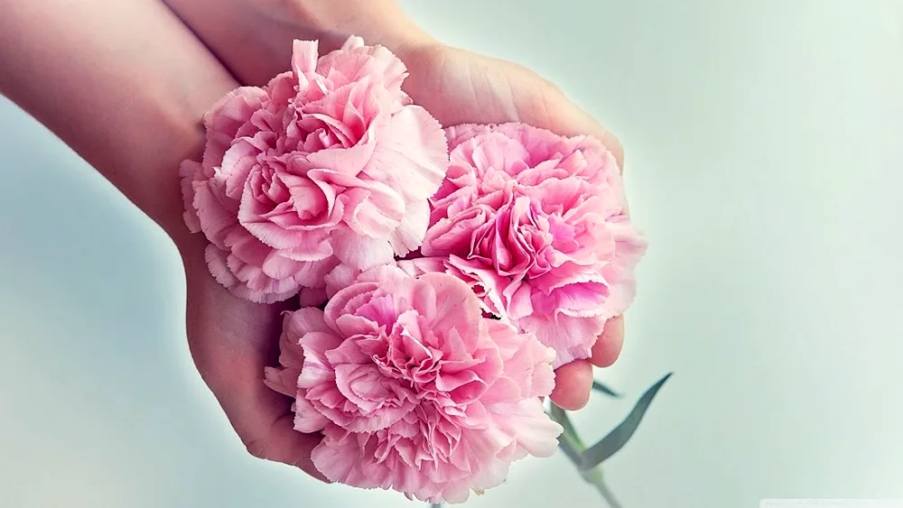 Carnation pink