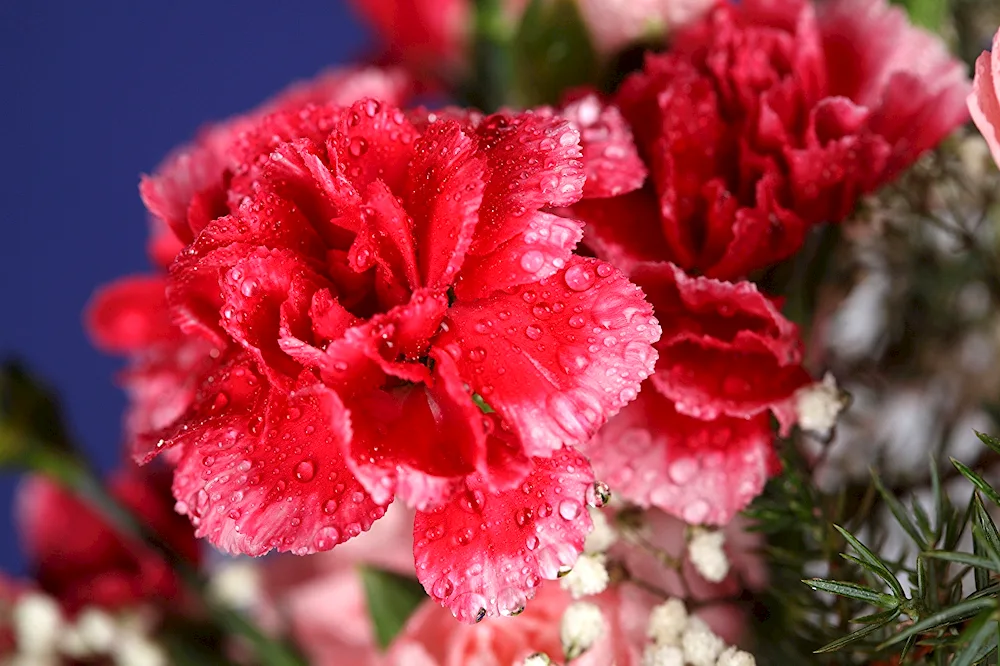 Dianthus Jodi