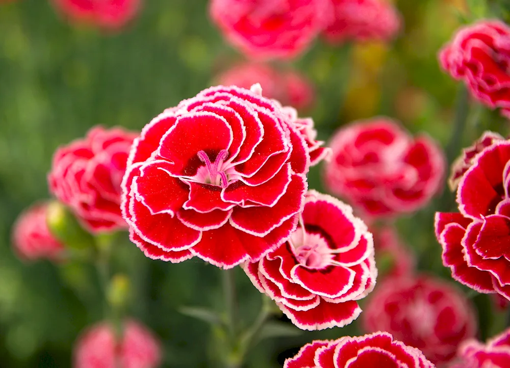 Dianthus carnation bush carnation