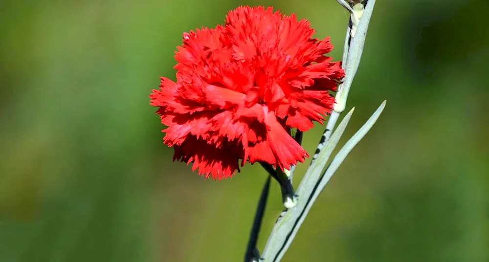 Dianthus carnation Turkish Scarlett.