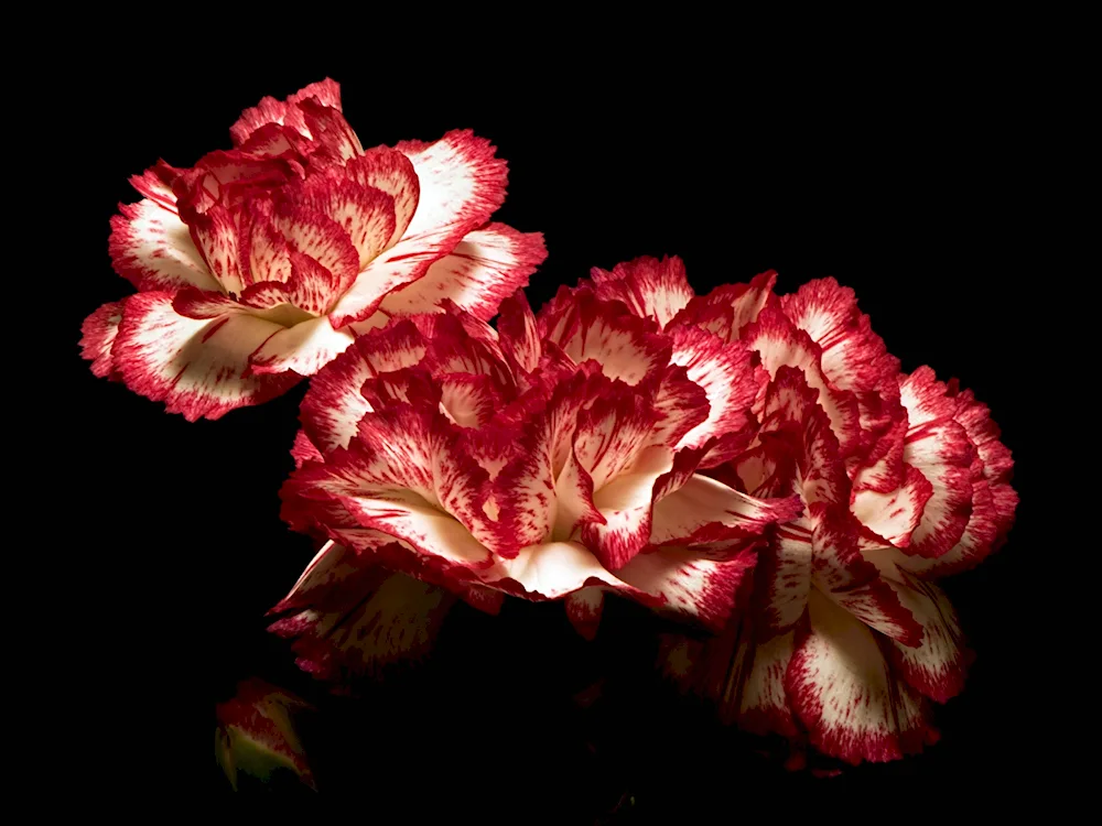 Carnation Caroline Gold