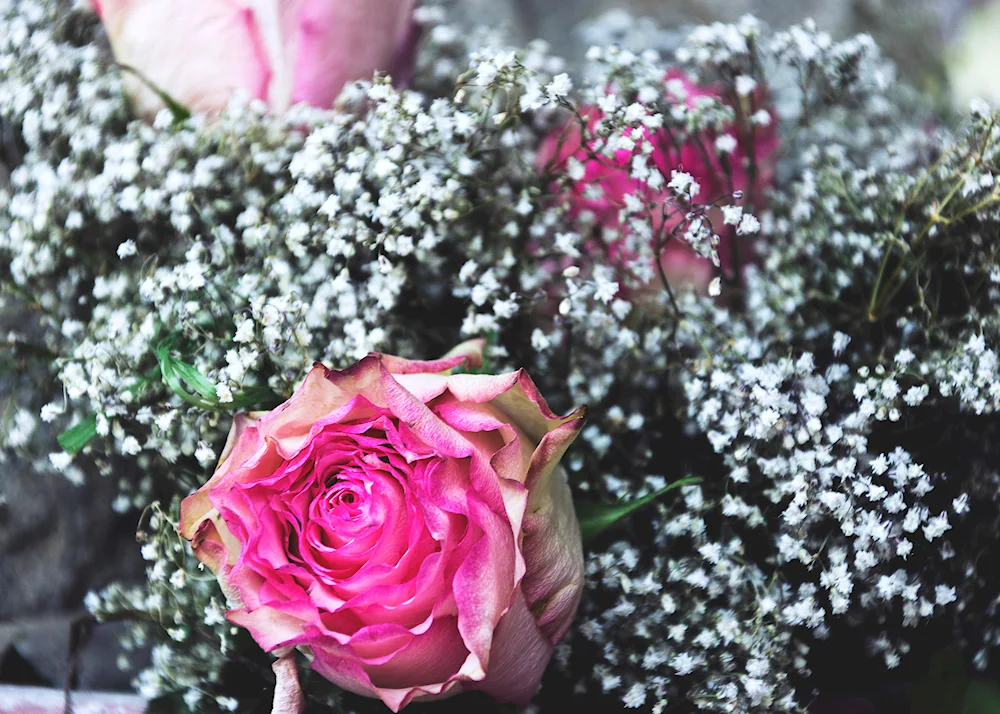 Gypsophila rose