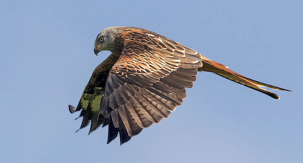 Haliastur sphenurus