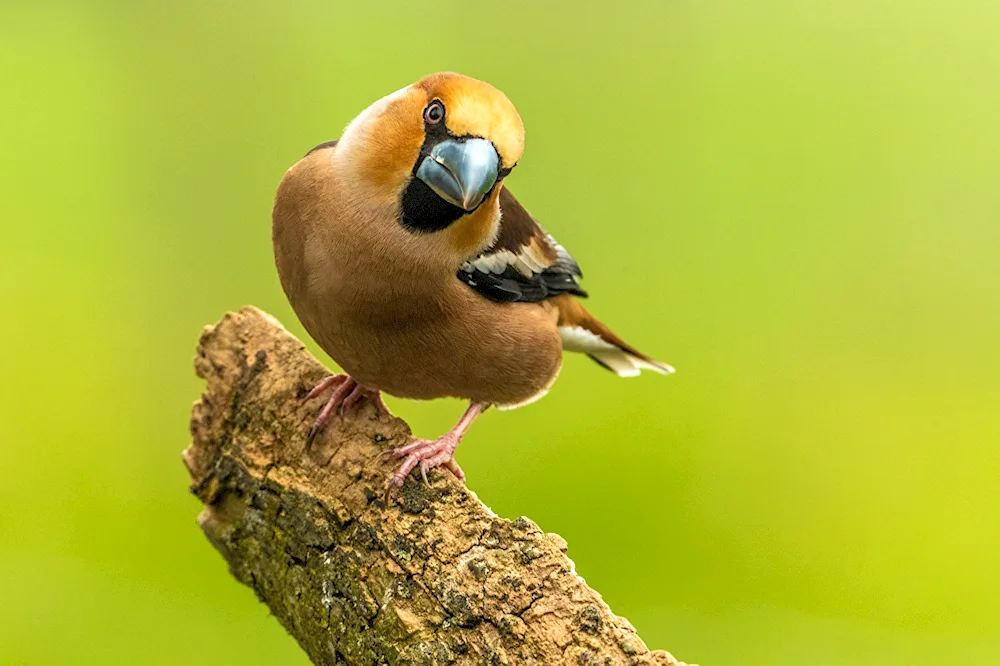 Birds of the Leningrad Region Oblast