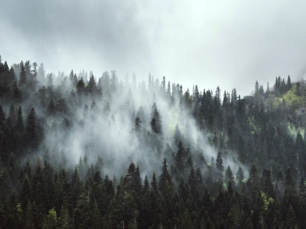 HDRI foggy forest