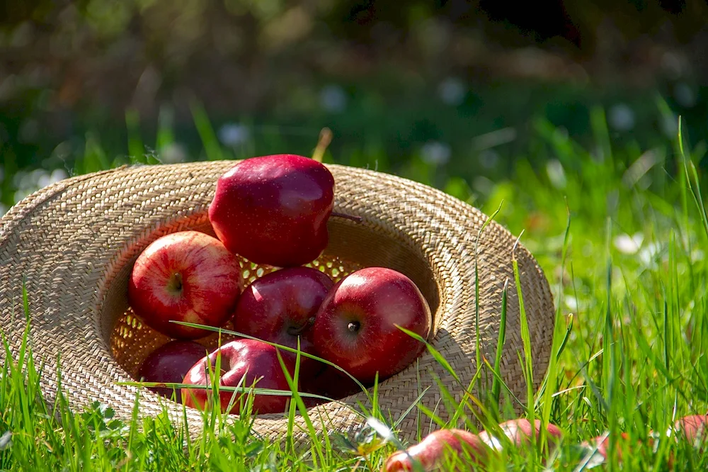 Apple Hidden Rose