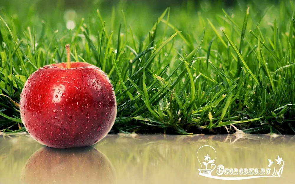 Colourful. apples