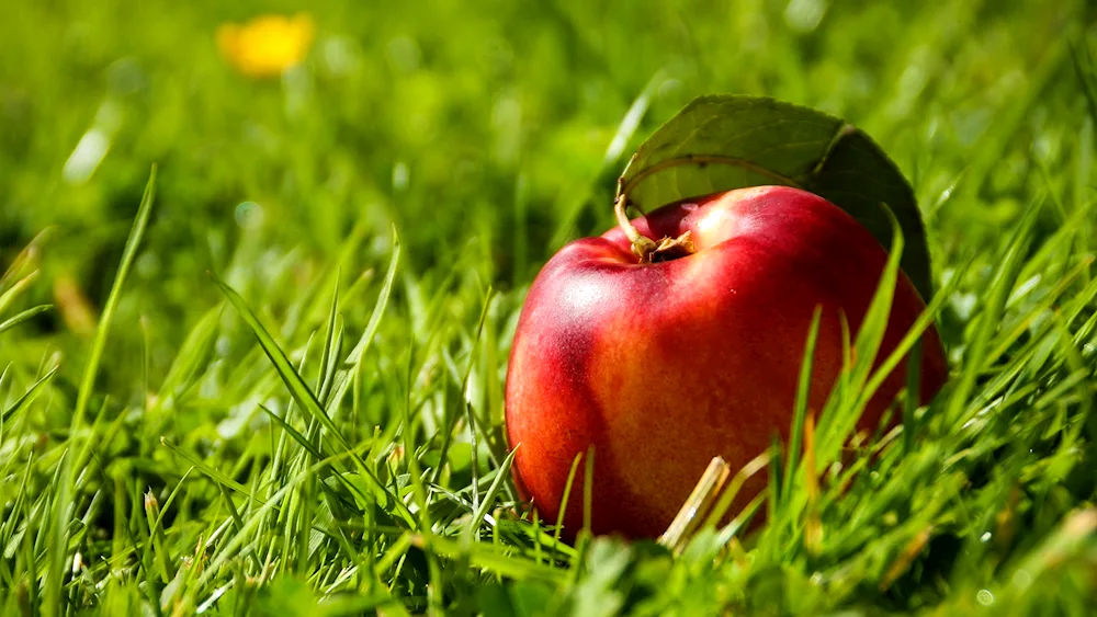 Apples on the grass