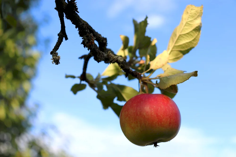 Apples on a tree