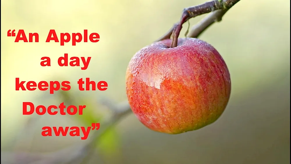 Apples on a branch
