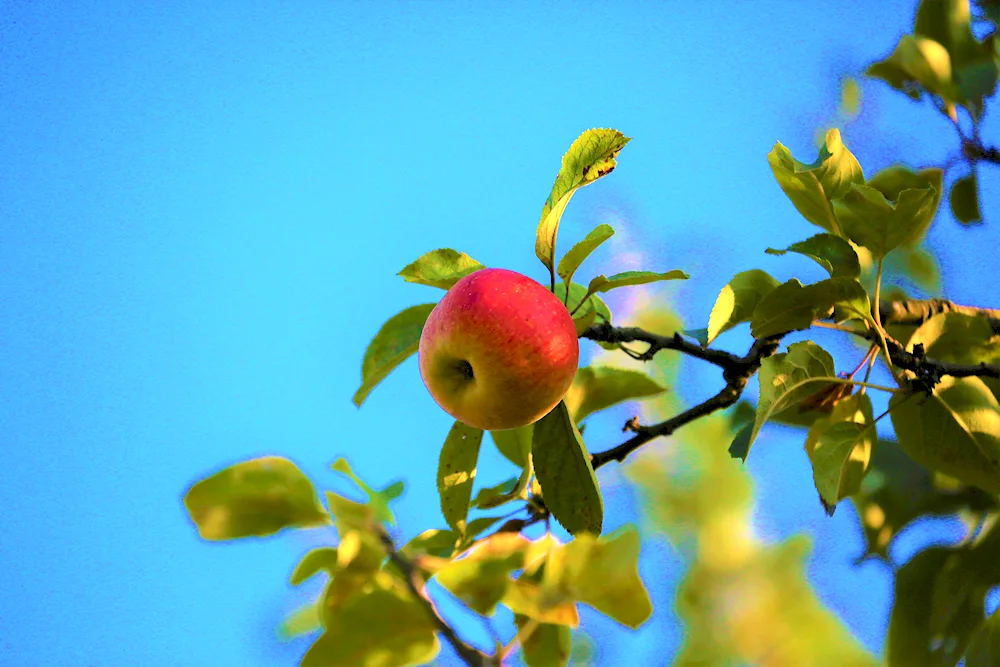 Autumn apples