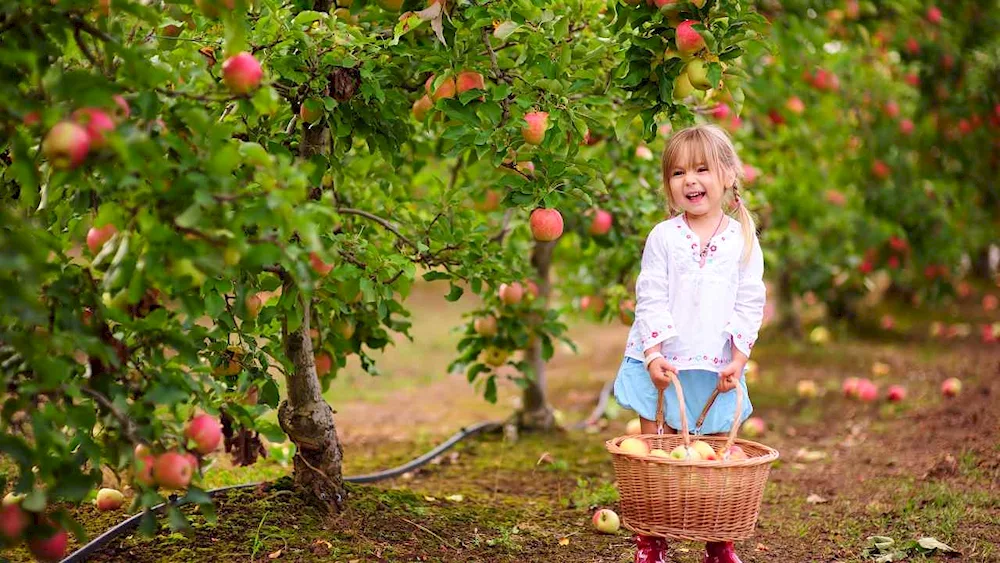 Hubai apple tree