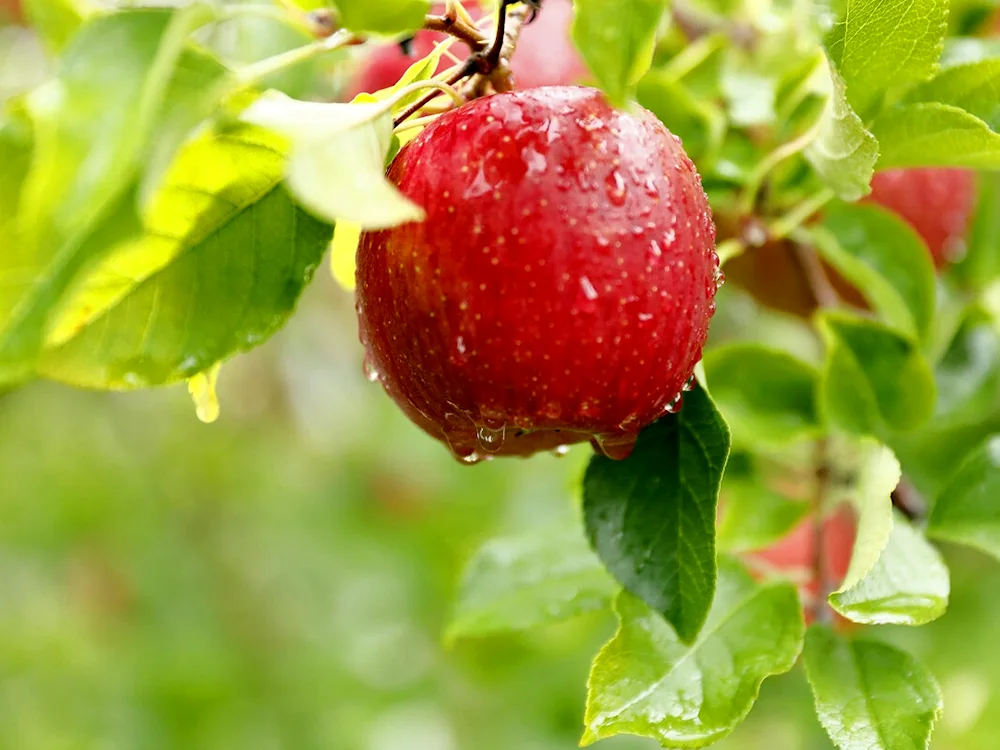 Apple orchards