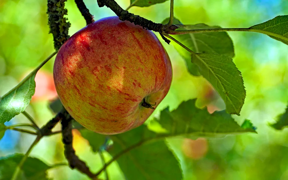 Apples on the grass