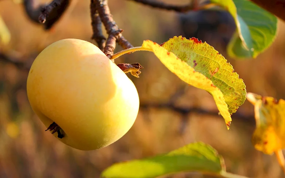Semi-cultivated cherished apple tree