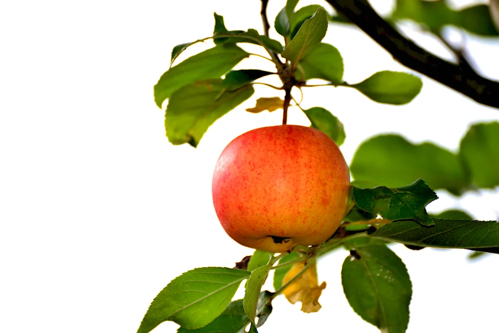 Apple on white background