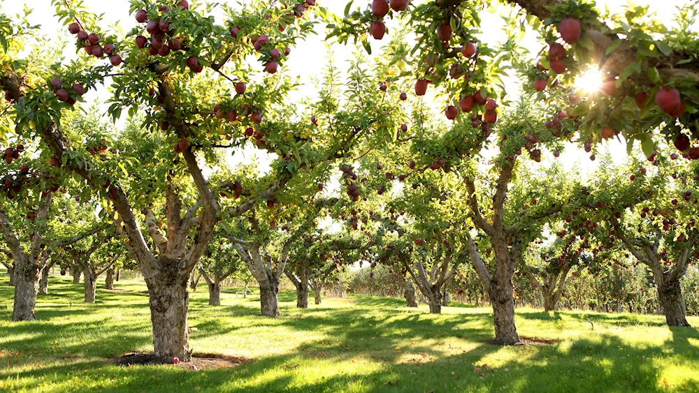 Apple orchards in Moldavia